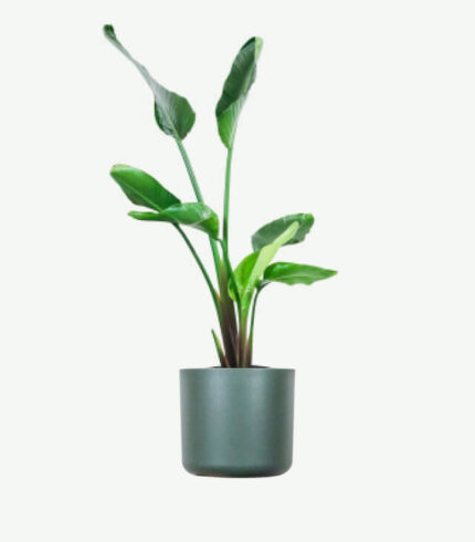 plants ecommerce product featured img 4