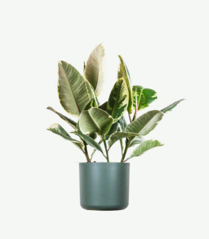 plants ecommerce product featured img 7