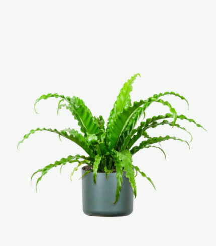 plants ecommerce product featured img 8