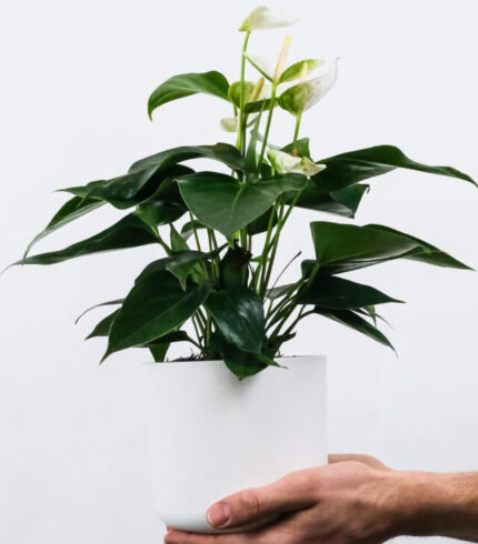 plants shop product gallery img 1