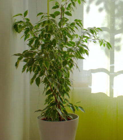 plants shop product gallery img 10