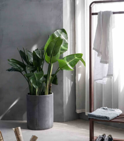 plants shop product gallery img 12