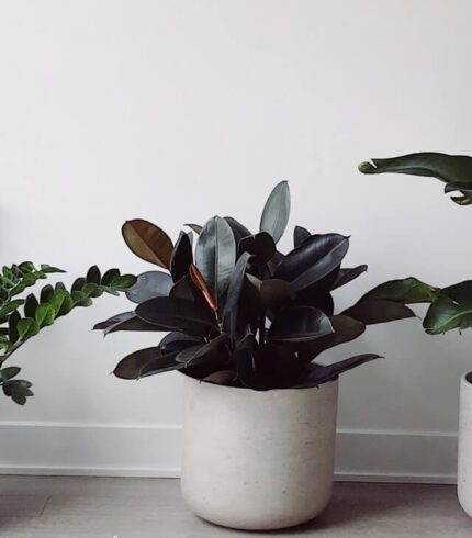 plants shop product gallery img 13