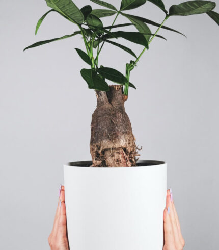 plants shop product gallery img 17