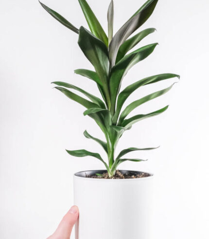 plants shop product gallery img 18