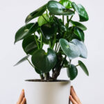plants shop product gallery img 2