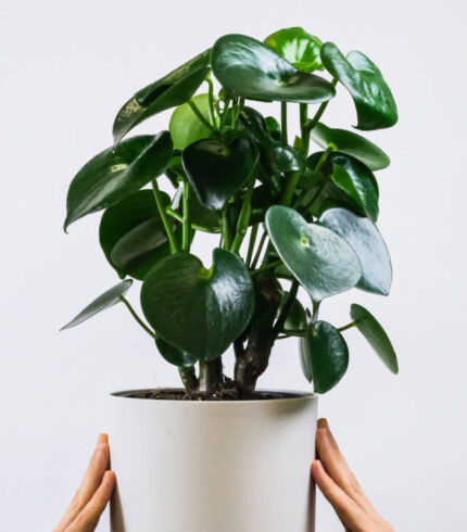 plants shop product gallery img 2