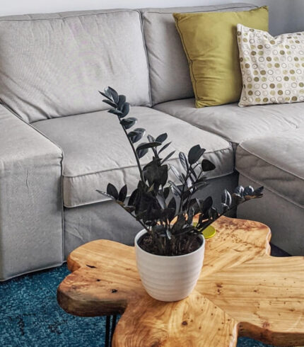 plants shop product gallery img 3