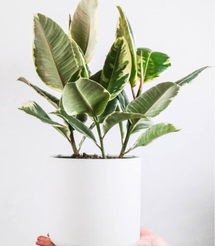 plants shop product gallery img 5