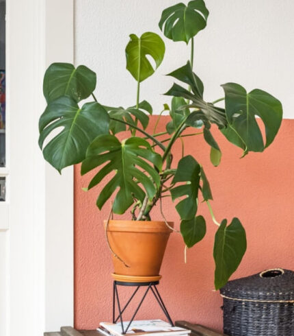 plants shop product gallery img 6