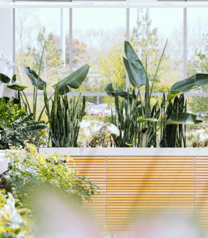 plants shop product gallery img 7