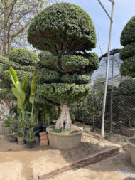 Premium Outdoor Bonsai Plant – Decorative Topiary Tree for Garden Landscaping in Pakistan - Image 7