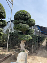 Premium Outdoor Bonsai Plant – Decorative Topiary Tree for Garden Landscaping in Pakistan - Image 6