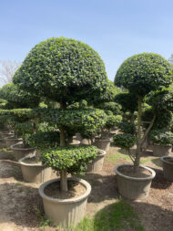 Premium Outdoor Bonsai Plant – Decorative Topiary Tree for Garden Landscaping in Pakistan