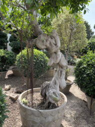 Premium Outdoor Bonsai Plant – Decorative Topiary Tree for Garden Landscaping in Pakistan - Image 4
