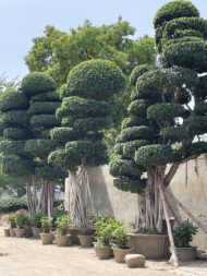 Premium Outdoor Bonsai Plant – Decorative Topiary Tree for Garden Landscaping in Pakistan - Image 3