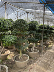 Premium Outdoor Bonsai Plant – Decorative Topiary Tree for Garden Landscaping in Pakistan - Image 2