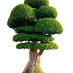 Bonsai plants