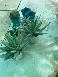 Cactus - Image 2