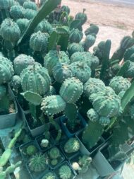 Cactus - Image 3