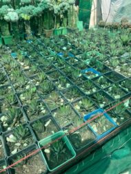 Cactus - Image 4