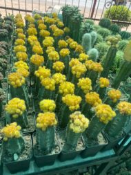Cactus