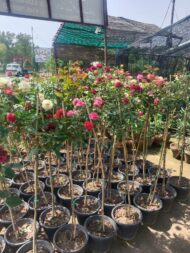 Premium Bougainvillea Flower Plants – Outdoor Decorative Flowering Plants for Garden & Landscaping in Pakistan - Image 2