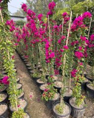 Premium Bougainvillea Flower Plants – Outdoor Decorative Flowering Plants for Garden & Landscaping in Pakistan