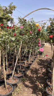 Premium Bougainvillea Flower Plants – Outdoor Decorative Flowering Plants for Garden & Landscaping in Pakistan - Image 4