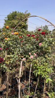Premium Bougainvillea Flower Plants – Outdoor Decorative Flowering Plants for Garden & Landscaping in Pakistan - Image 5
