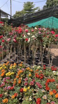 Premium Bougainvillea Flower Plants – Outdoor Decorative Flowering Plants for Garden & Landscaping in Pakistan - Image 6