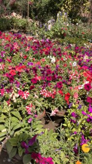Premium Bougainvillea Flower Plants – Outdoor Decorative Flowering Plants for Garden & Landscaping in Pakistan - Image 7