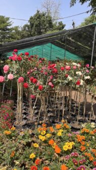 Premium Bougainvillea Flower Plants – Outdoor Decorative Flowering Plants for Garden & Landscaping in Pakistan - Image 8