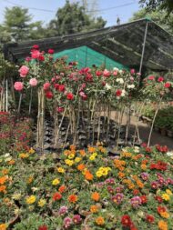 Premium Bougainvillea Flower Plants – Outdoor Decorative Flowering Plants for Garden & Landscaping in Pakistan - Image 9