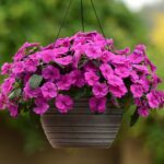 Flower plants