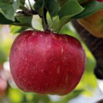 Fruit plants