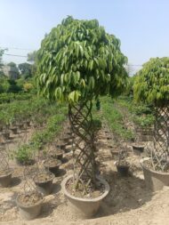 Grill Ficus - Image 2