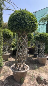 Grill Ficus - Image 11