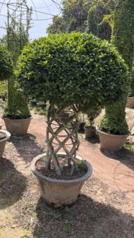 Grill Ficus - Image 12