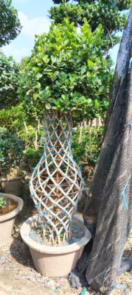Grill Ficus - Image 13