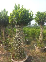 Grill Ficus - Image 14