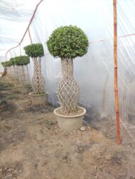 Grill Ficus - Image 15