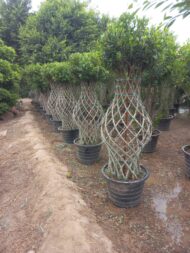 Grill Ficus - Image 16