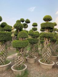 Grill Ficus - Image 3