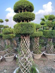 Grill Ficus - Image 4