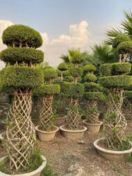 Grill Ficus