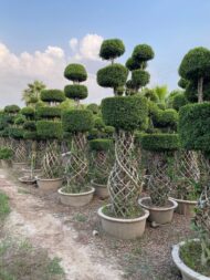 Grill Ficus - Image 6