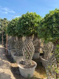 Grill Ficus - Image 7