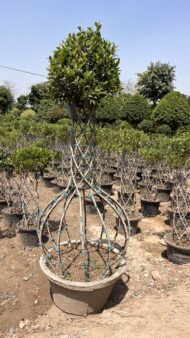 Grill Ficus - Image 9