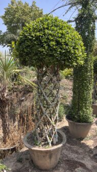 Grill Ficus - Image 10